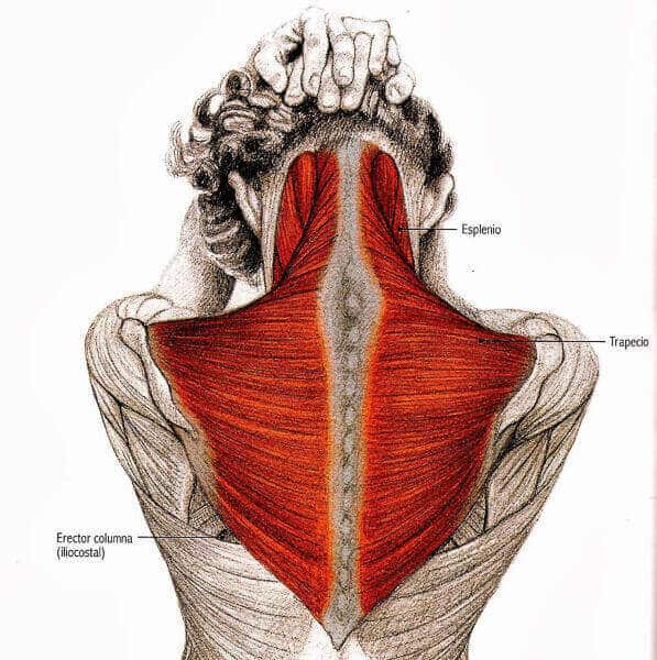 Ejercicios para cuello y hombros Estiramiento cuello espalda