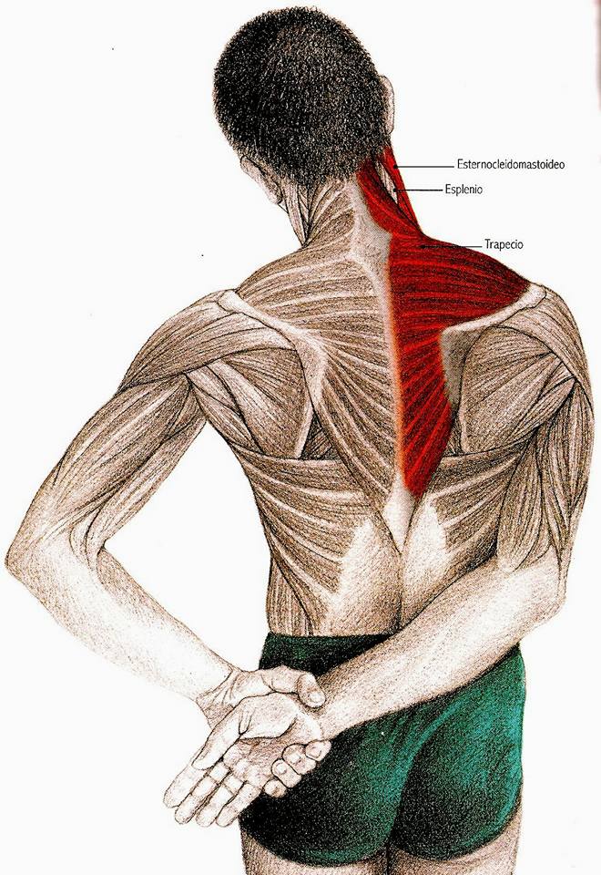 Ejercicios para cuello y hombros Estiramiento trapecio