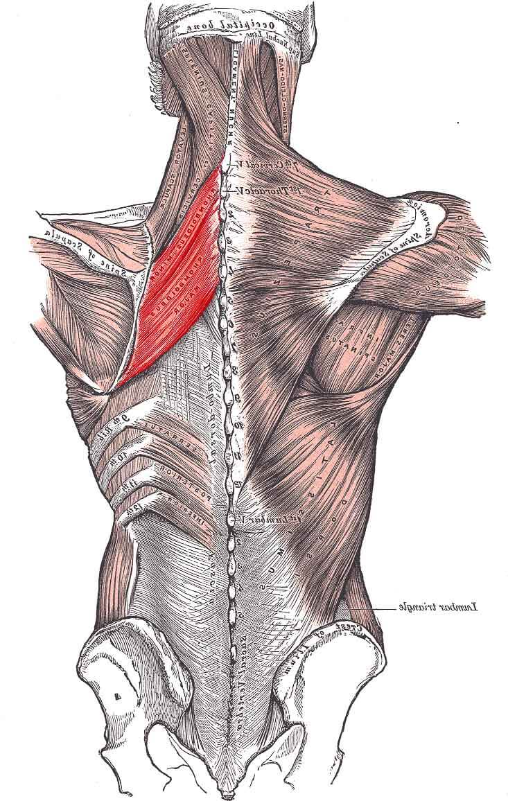 Contractura muscular en la espalda baja media alta