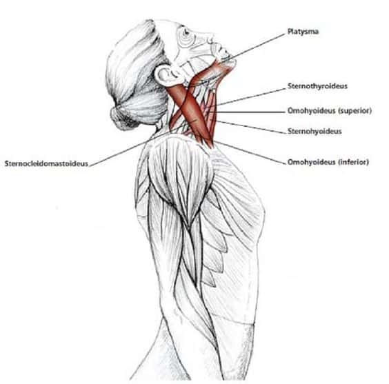 Ejercicios cervicales ejercicios para el dolor de cuello y hombros