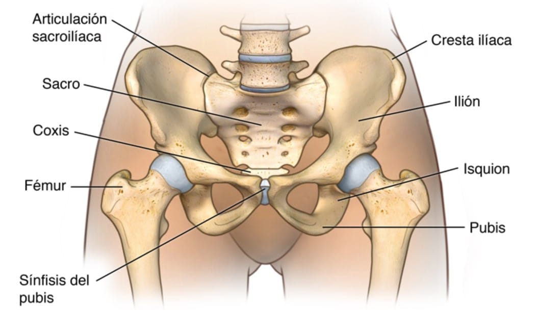 Pubalgia, síntomas, tratamiento y ejercicios para la osteopatía de pubis